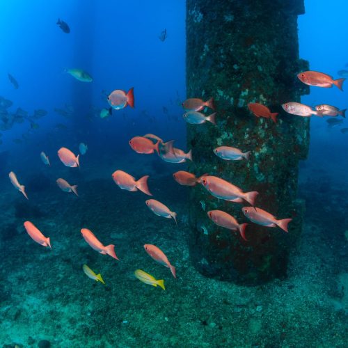 Marine_fish