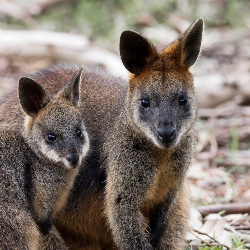Macropod