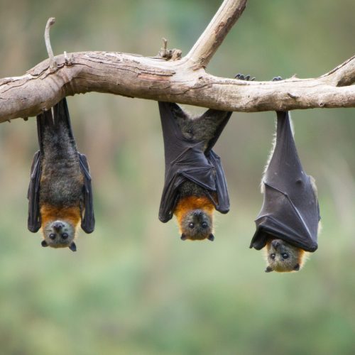 Bats