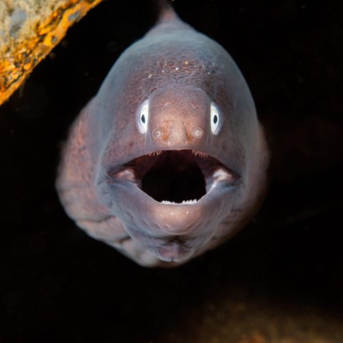 Eel